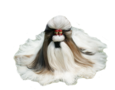 SHIH TZU